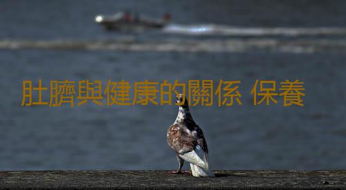 肚臍與健康的關係 保養肚臍可助長壽